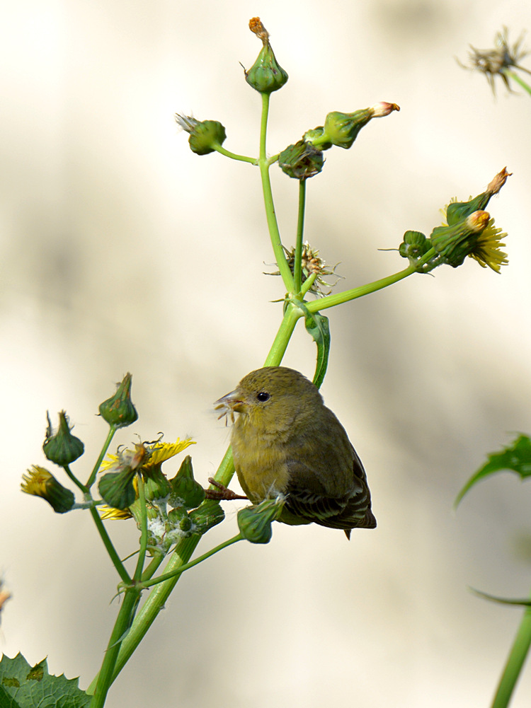Finch.jpg