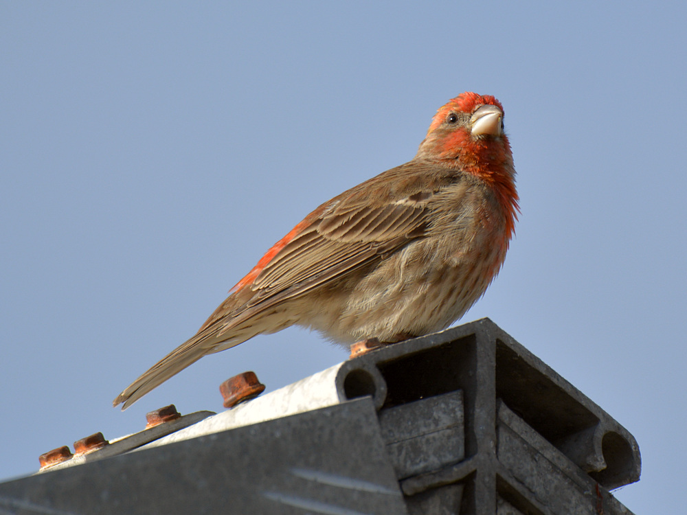Finch.jpg
