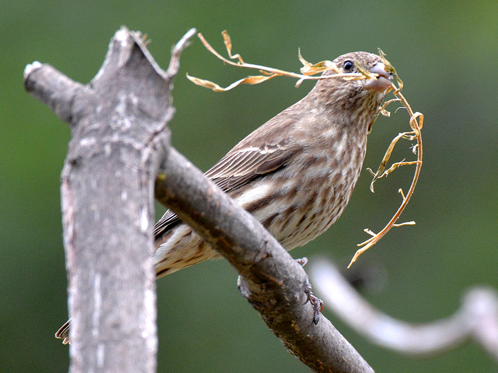 Finch.jpg