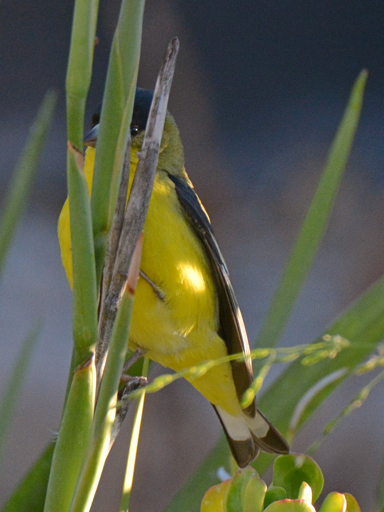 Finch.jpg