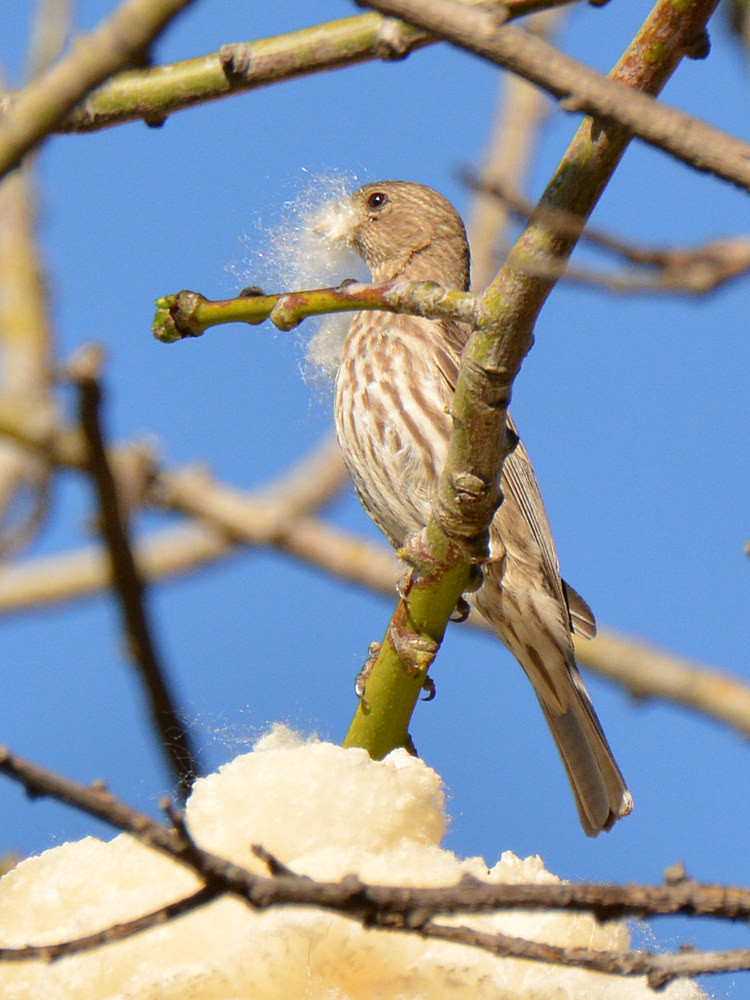 Finch.jpg
