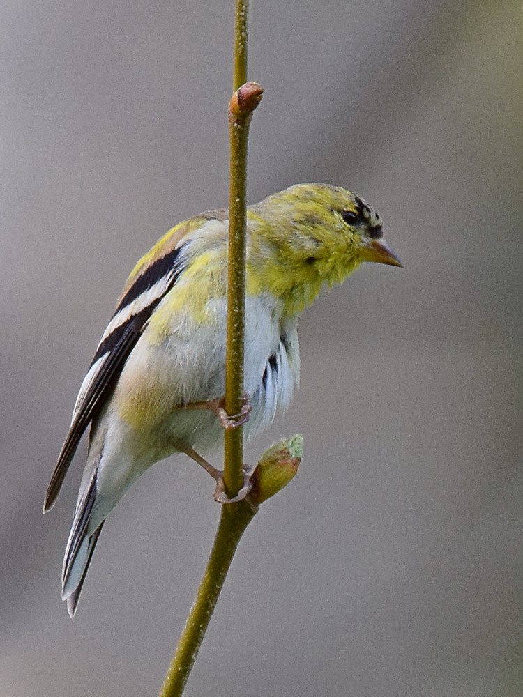 Finch.jpg