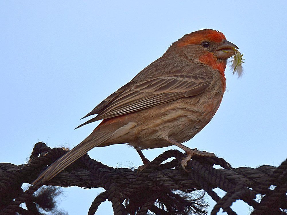 Finch.jpg