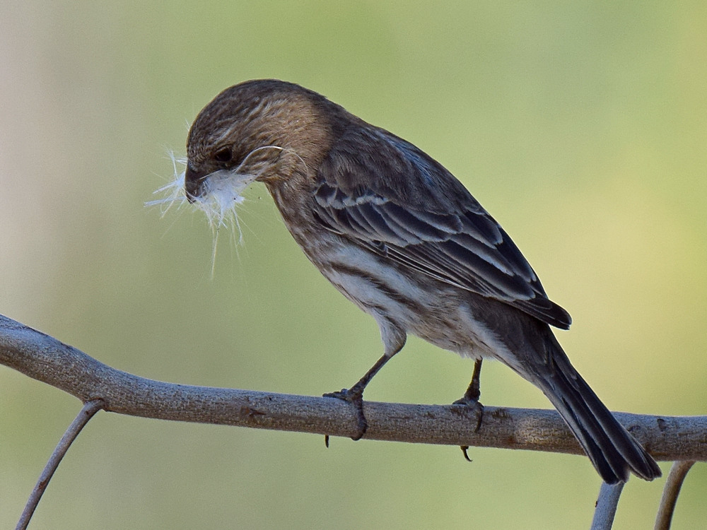 Finch.jpg