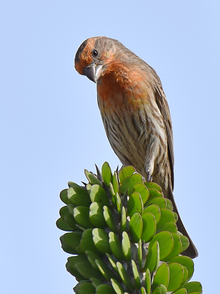 Finch.jpg