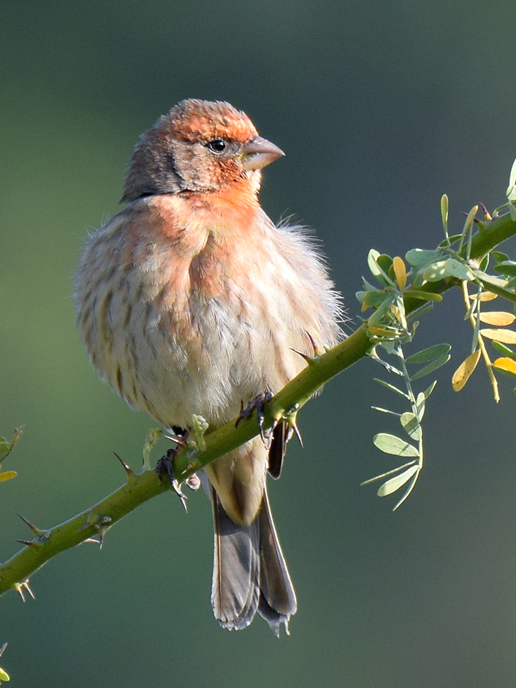 Finch.jpg