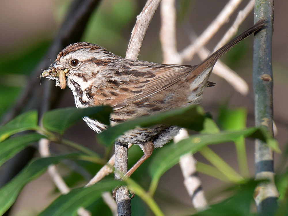 Finch.jpg