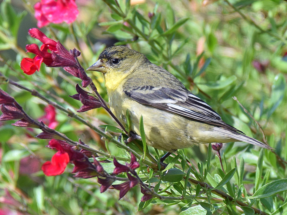Finch.jpg