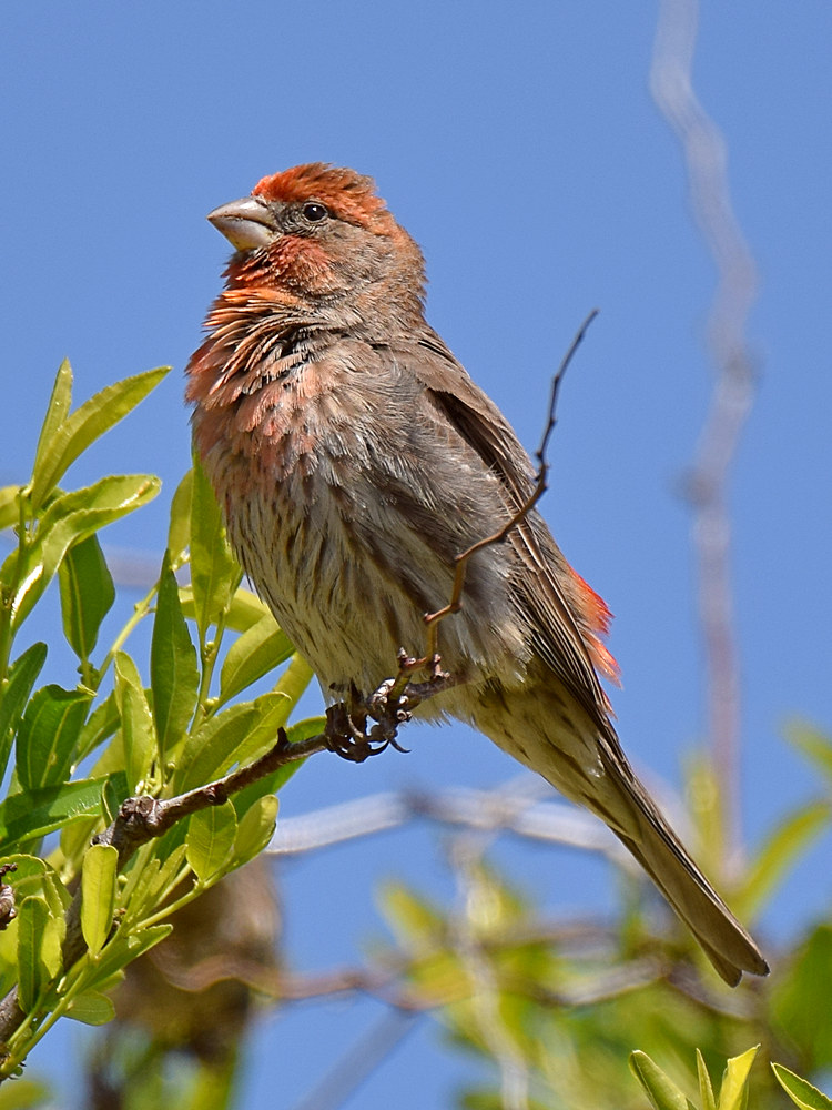 Finch.jpg