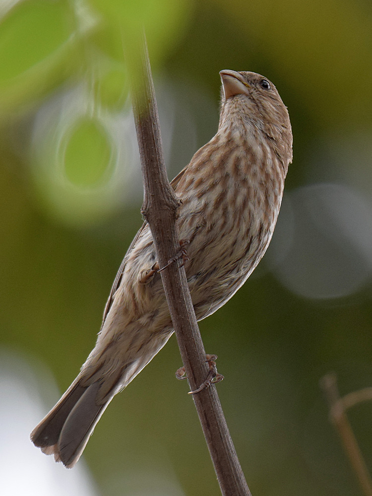 Finch.jpg