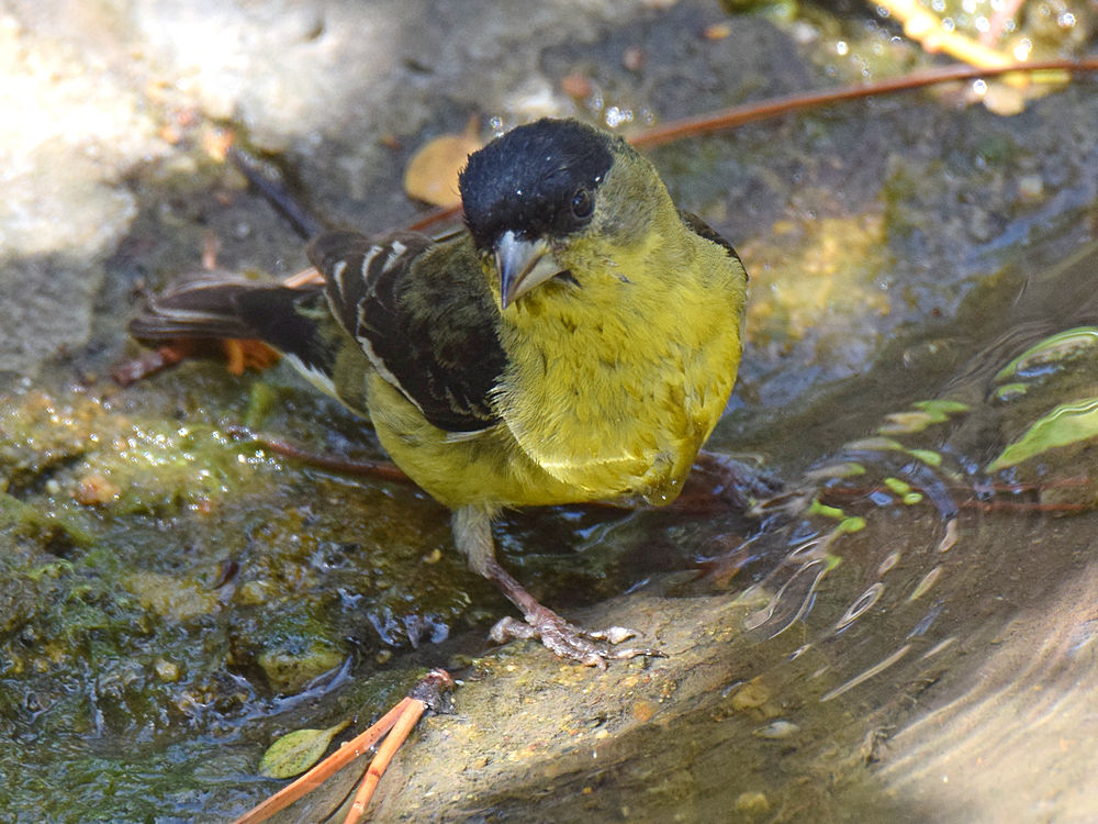 Finch.jpg