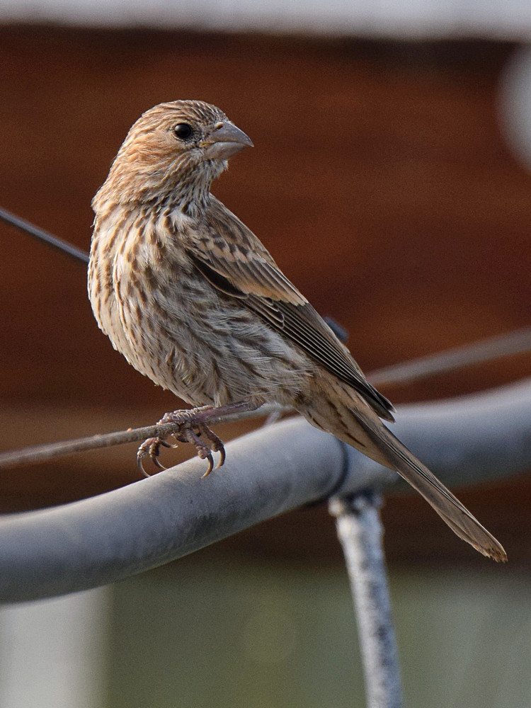 Finch.jpg