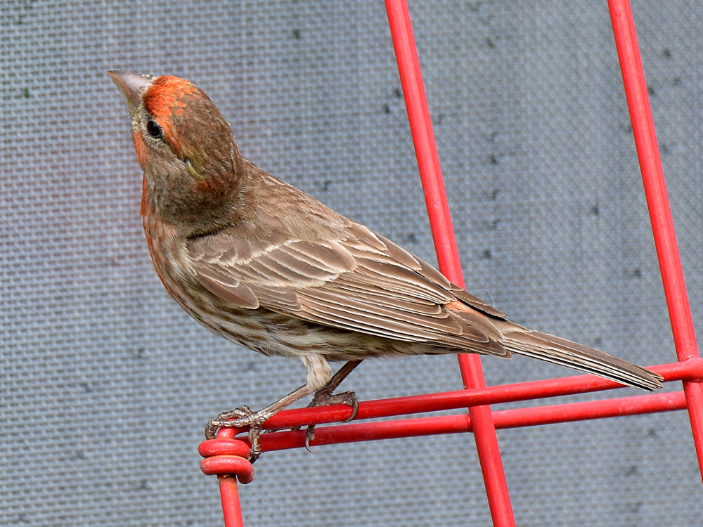 Finch.jpg
