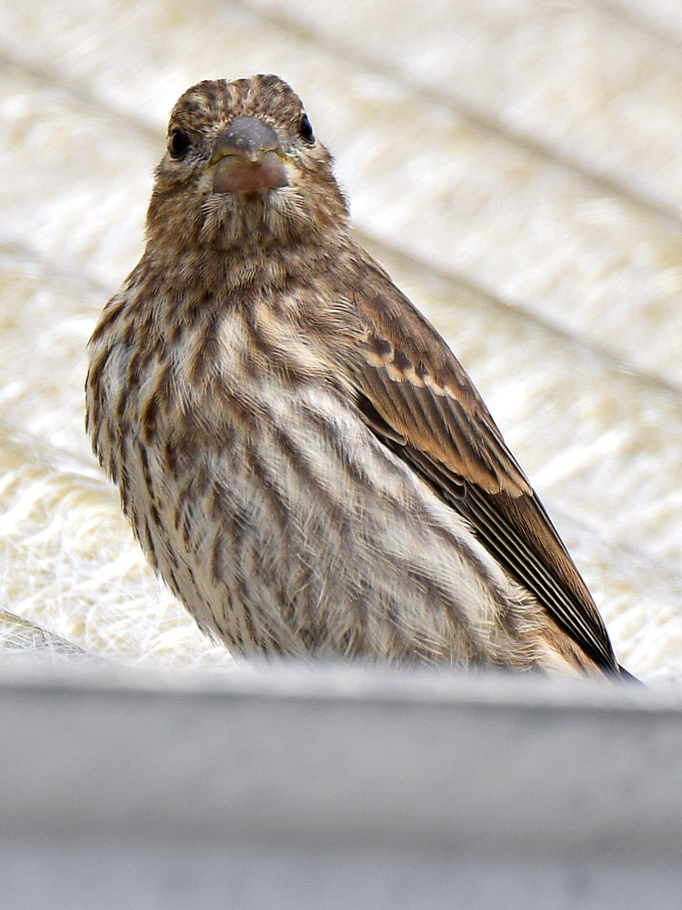 Finch.jpg