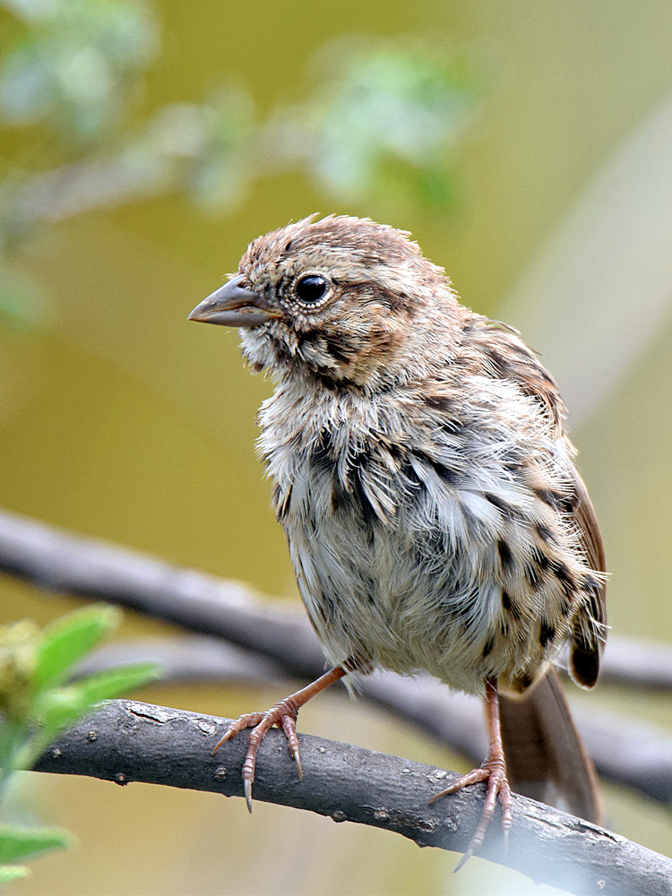 Finch.jpg