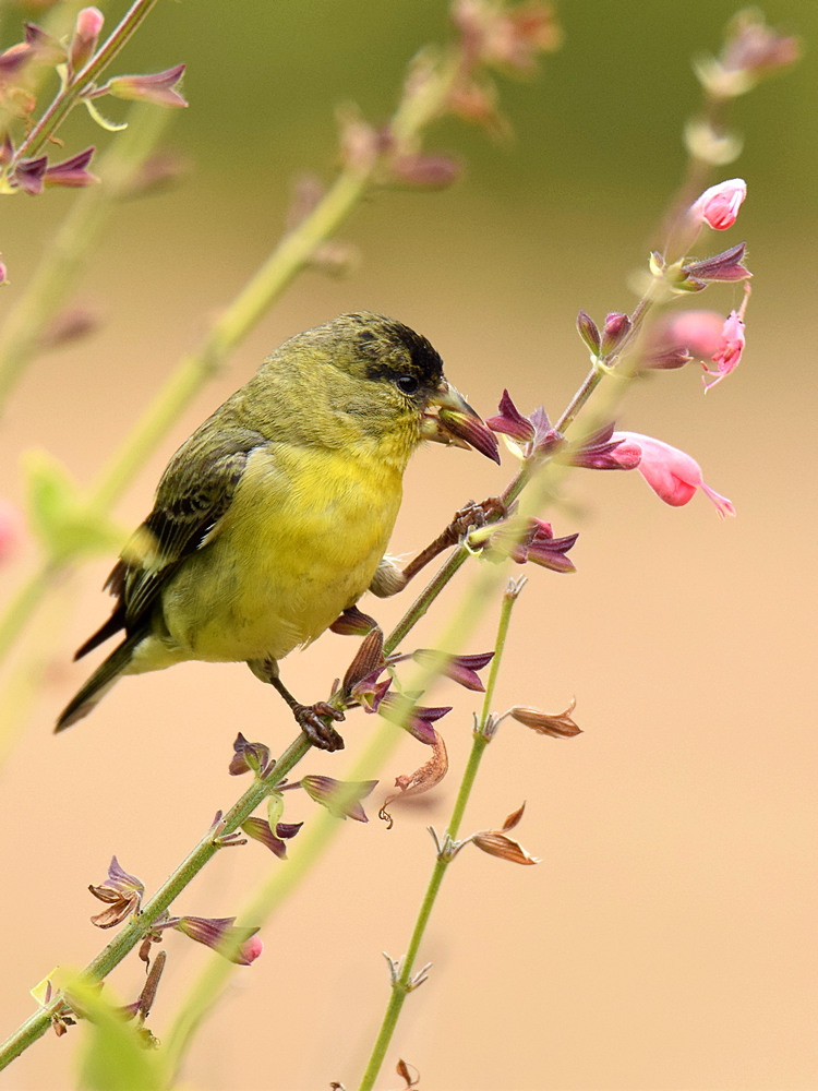 Finch.jpg
