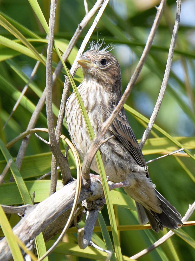 Finch.jpg