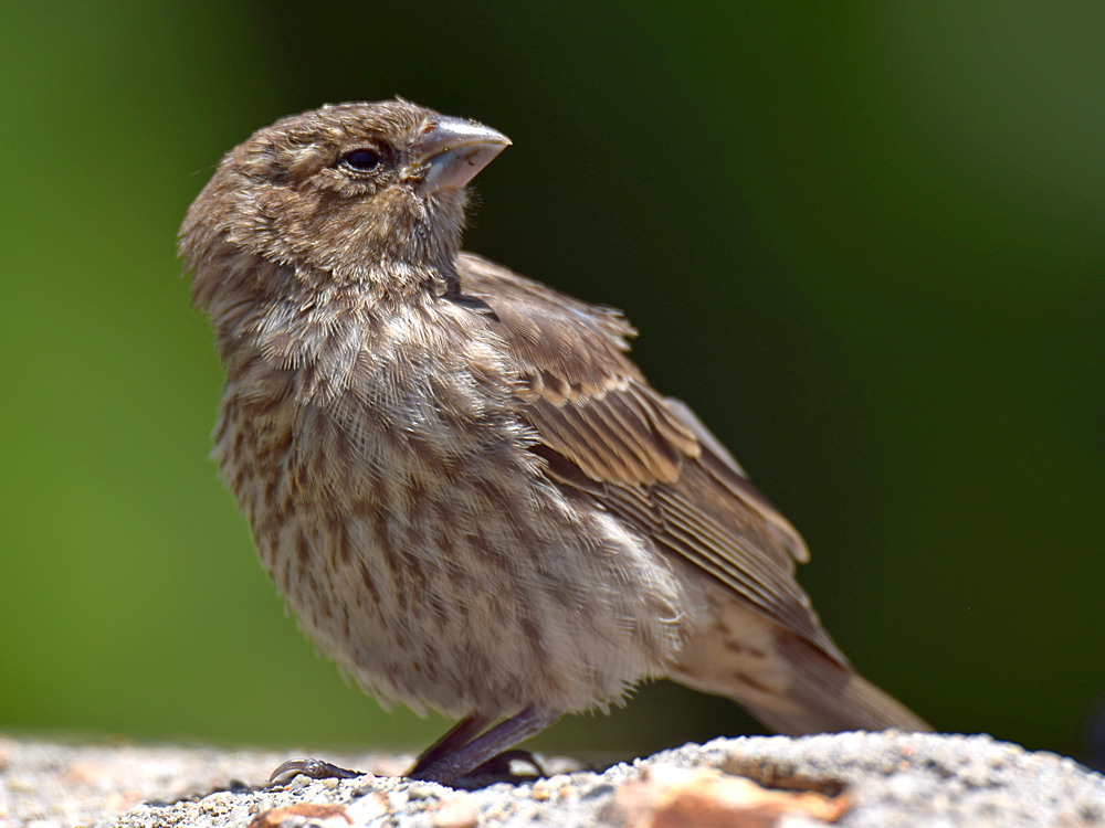 Finch.jpg