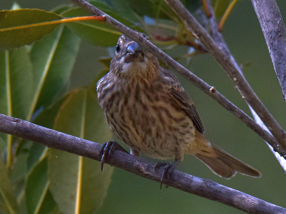 Finch.jpg