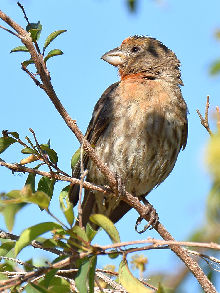 Finch.jpg