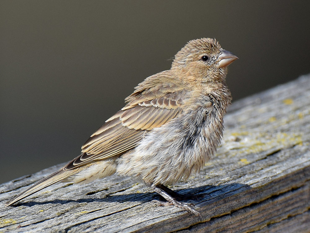 Finch.jpg