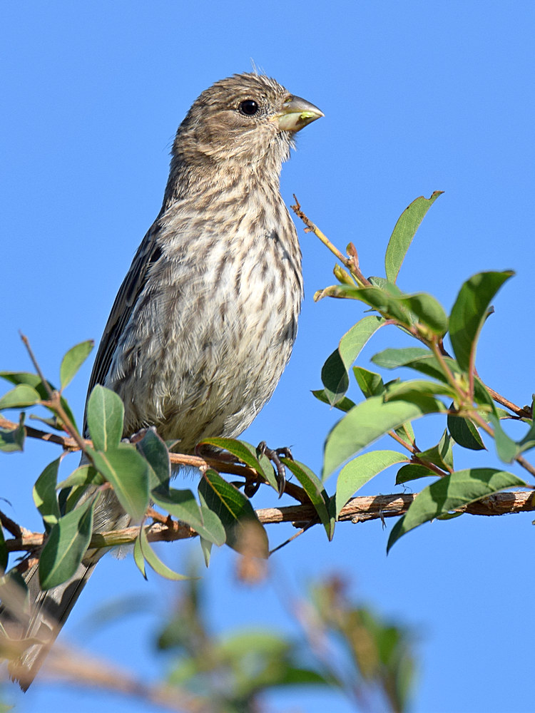 Finch.jpg