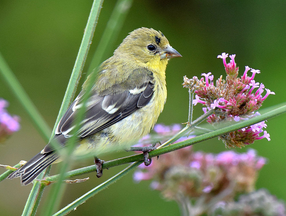 Finch.jpg
