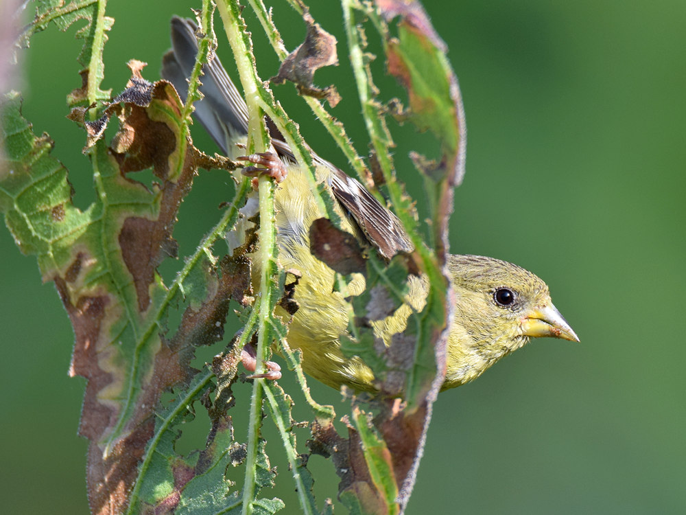 Finch.jpg