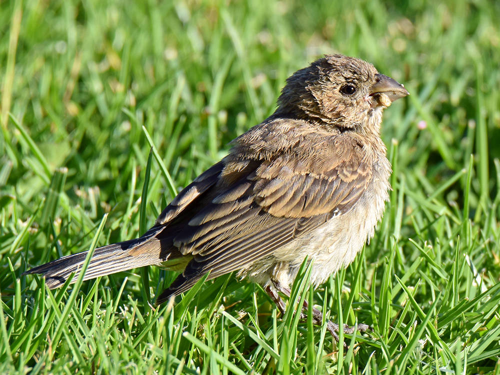 Finch.jpg