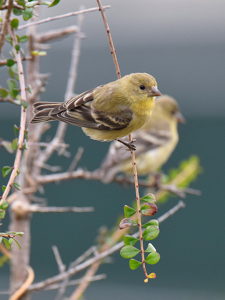 Finch.jpg