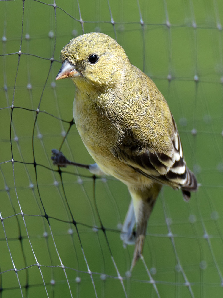 Finch.jpg