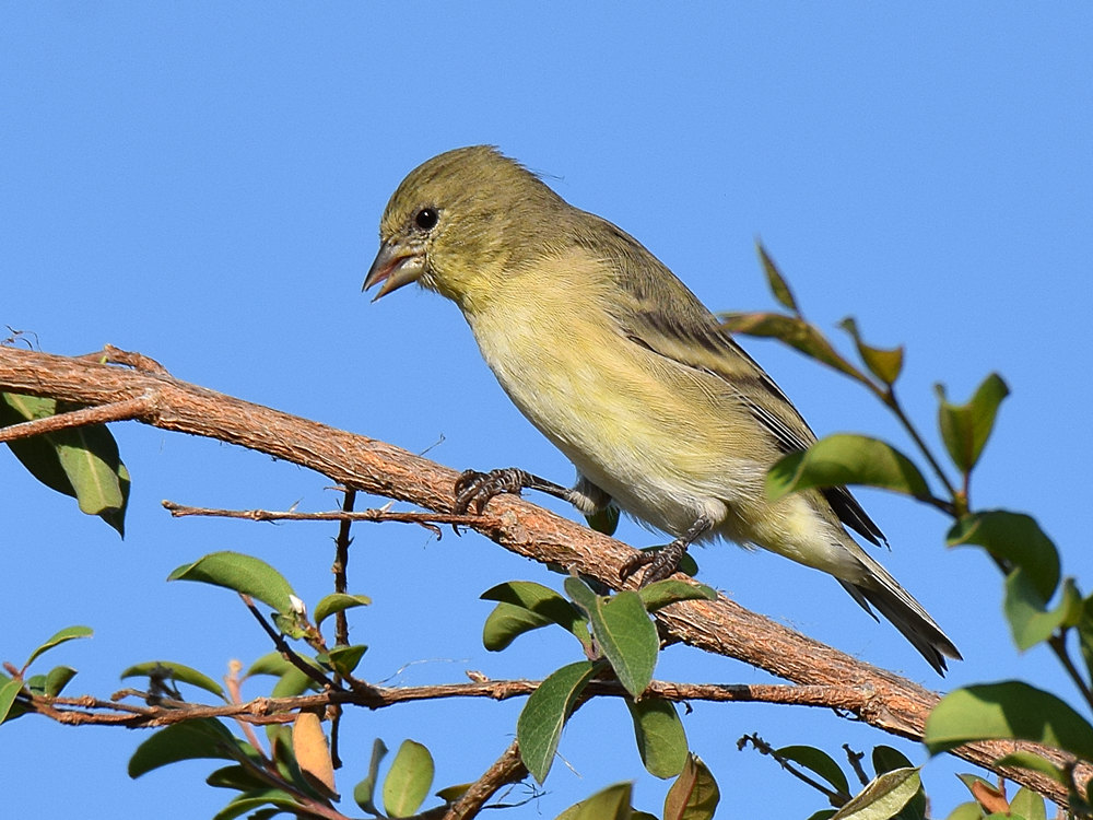 Finch.jpg