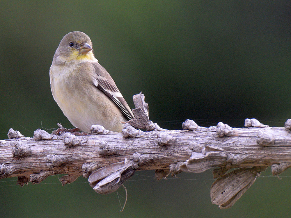 Finch.jpg