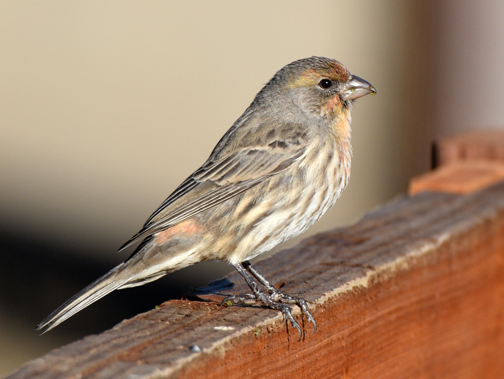 Finch.jpg