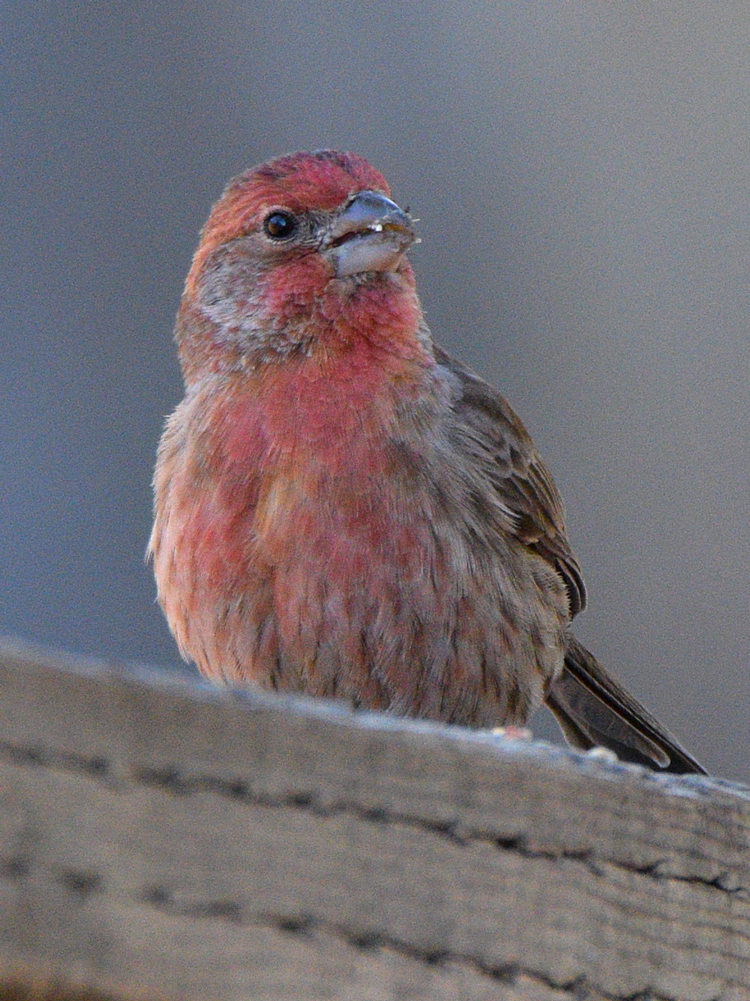 Finch.jpg