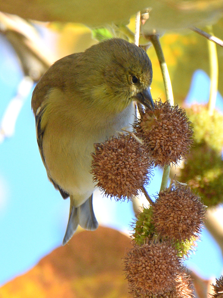 Finch.jpg
