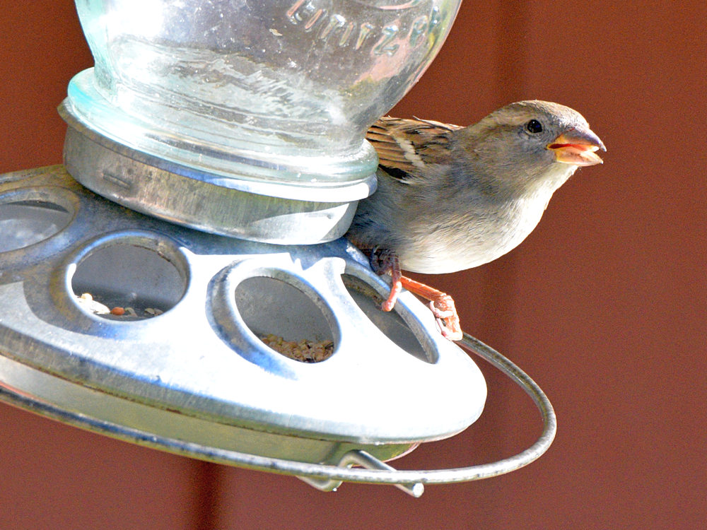 Finch.jpg