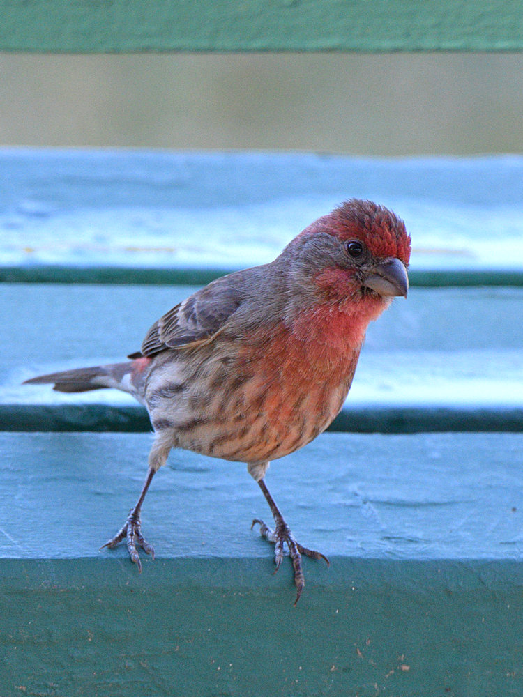 Finch.jpg