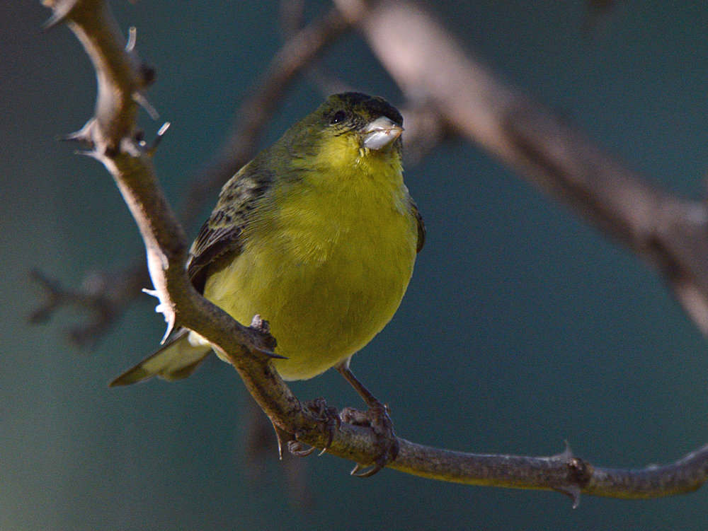 Finch.jpg