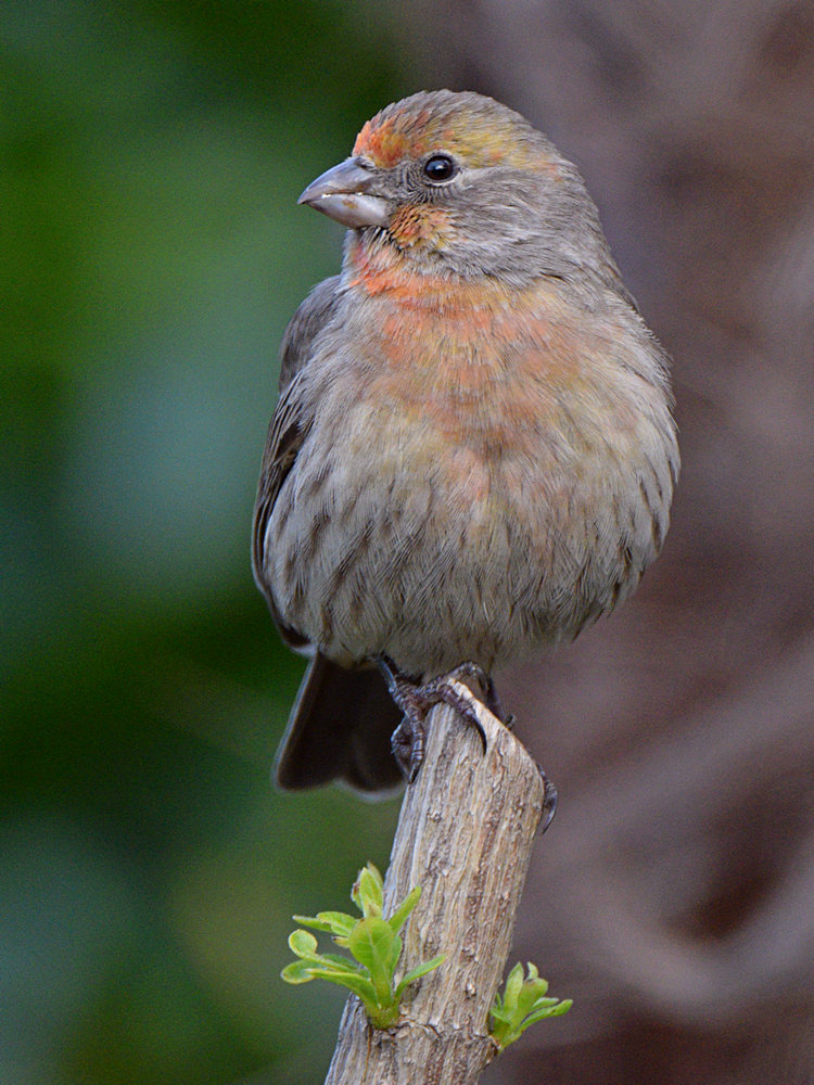 Finch.jpg