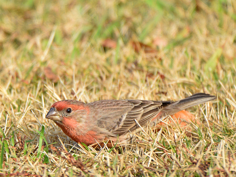 Finch.jpg