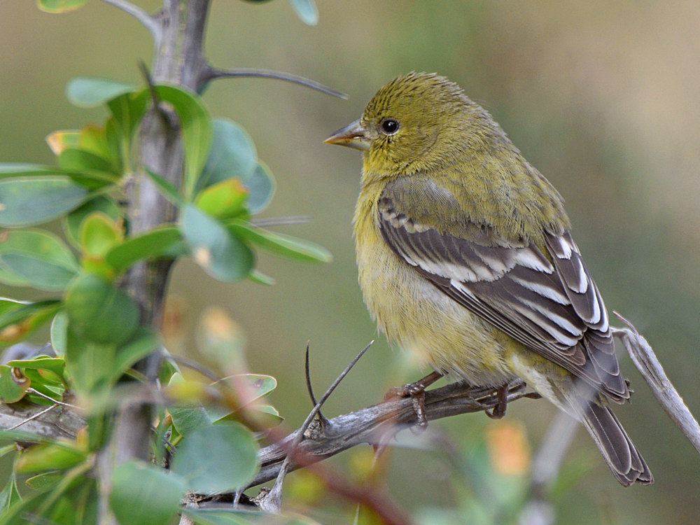 Finch.jpg