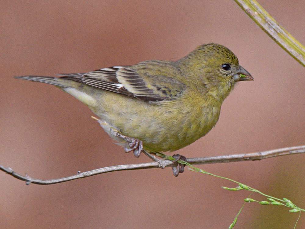 Finch.jpg