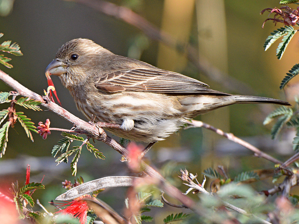Finch.jpg