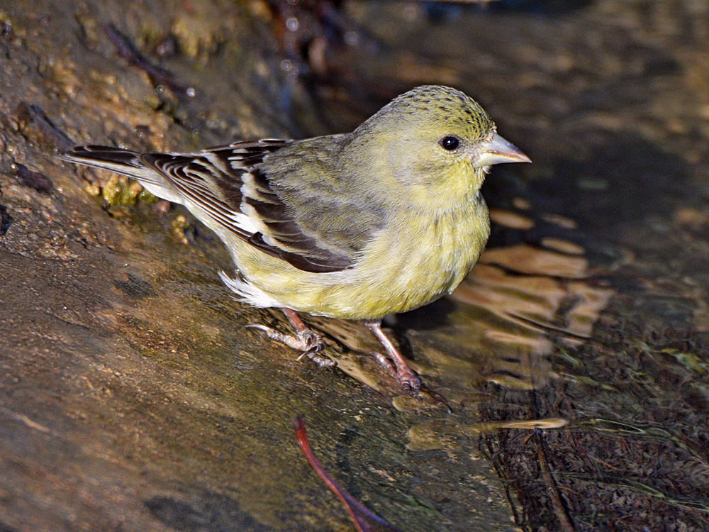 Finch.jpg