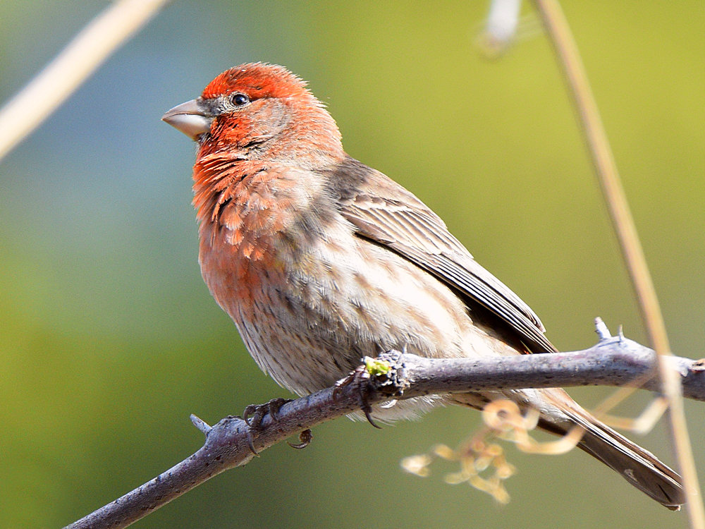Finch.jpg