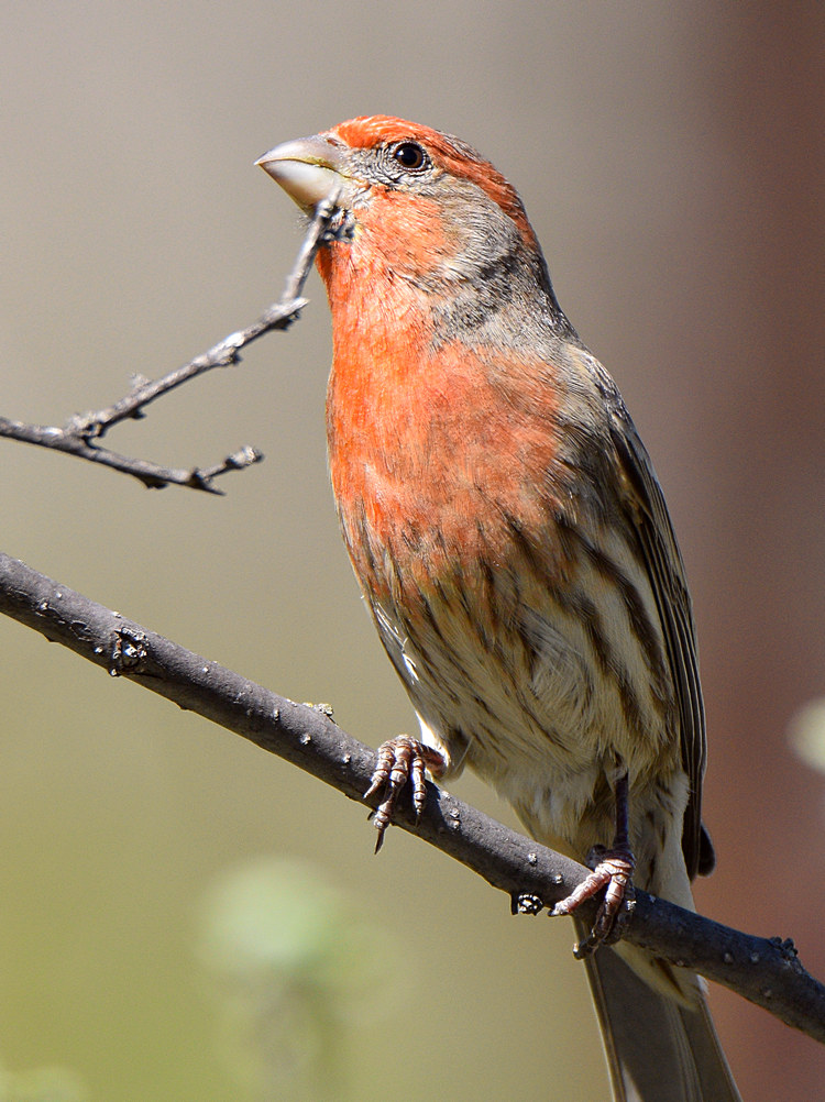 Finch.jpg