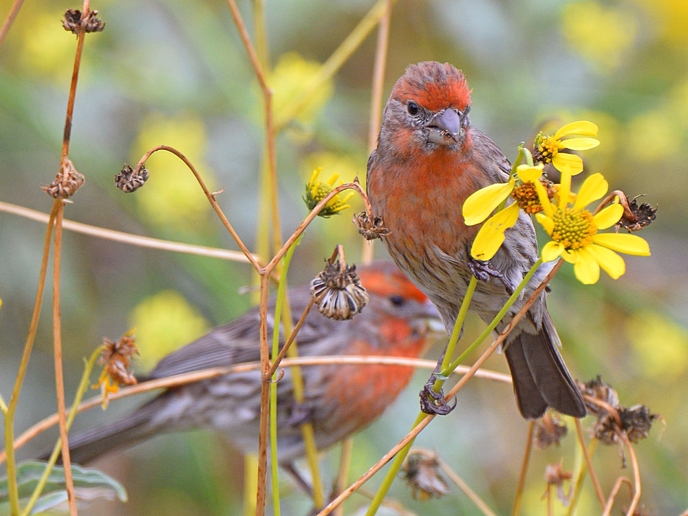 Finch.jpg