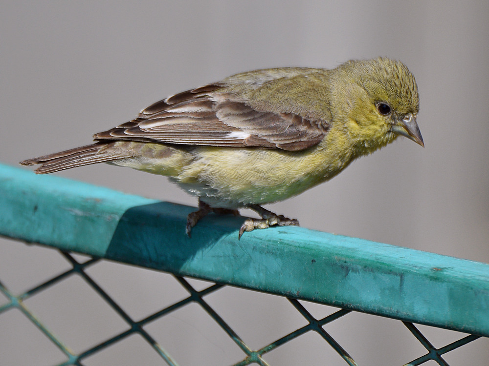 Finch.jpg