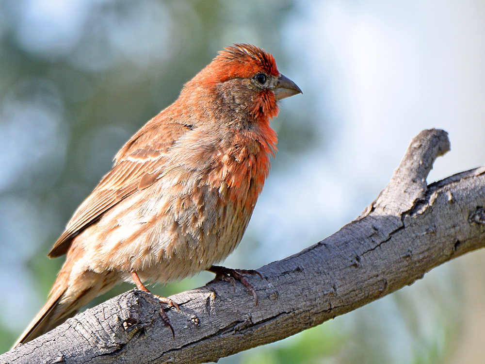 Finch.jpg